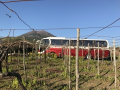 Bus nelle vigne